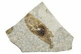 Fossil Winged Seed (Ailanthus) - Wyoming #245164-1